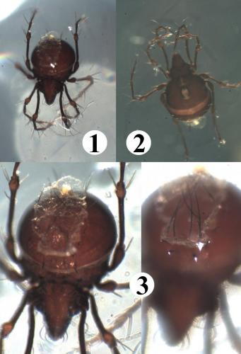 Réf. 198 145 : Damaeus clavipes